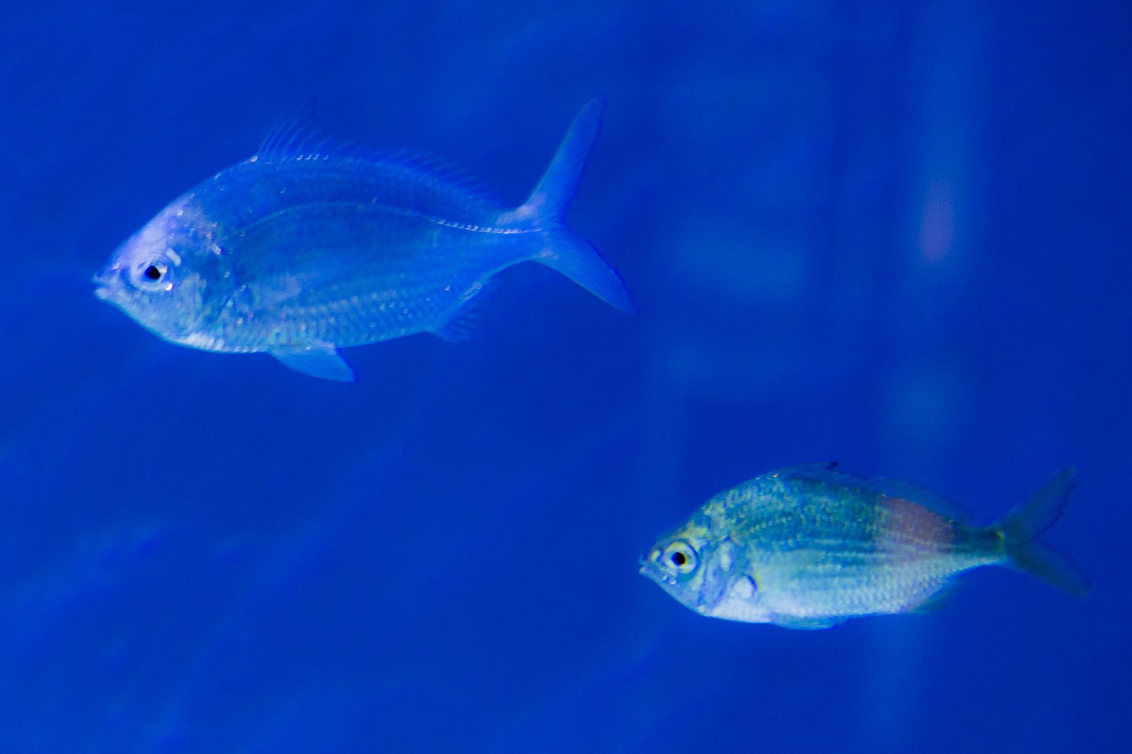 Monterey Bay Aquarium